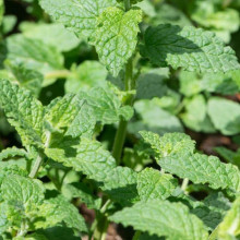 М’ята полунична Альміра | Mentha spicata Almira | Мята клубничная Альмира