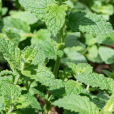 М’ята полунична Альміра | Mentha spicata Almira | Мята клубничная Альмира