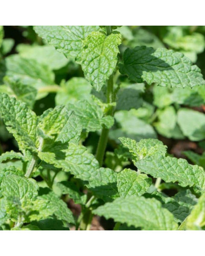 М’ята полунична Альміра | Mentha spicata Almira | Мята клубничная Альмира