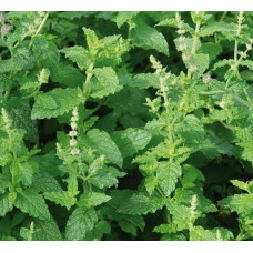 М’ята полунична Альміра | Mentha spicata Almira | Мята клубничная Альмира