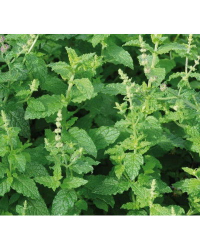 М’ята полунична Альміра | Mentha spicata Almira | Мята клубничная Альмира