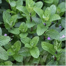 М’ята полунична Альміра | Mentha spicata Almira | Мята клубничная Альмира