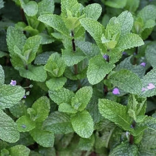 М’ята полунична Альміра | Mentha spicata Almira | Мята клубничная Альмира