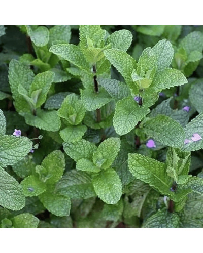 М’ята полунична Альміра | Mentha spicata Almira | Мята клубничная Альмира