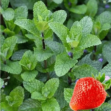 М’ята полунична Альміра | Mentha spicata Almira | Мята клубничная Альмира