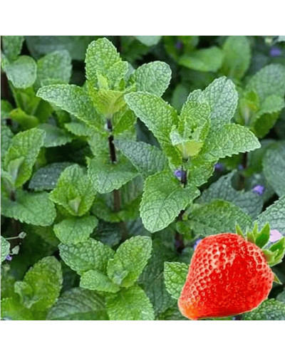 М’ята полунична Альміра | Mentha spicata Almira | Мята клубничная Альмира