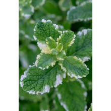 М’ята Ананасна Варієгата | Mentha suaveolens Variegata | Мята Ананасная Вариегата