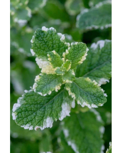 М’ята Ананасна Варієгата | Mentha suaveolens Variegata | Мята Ананасная Вариегата