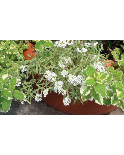М’ята Ананасна Варієгата | Mentha suaveolens Variegata | Мята Ананасная Вариегата