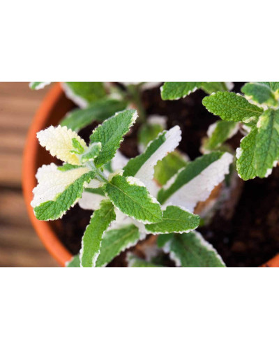 М’ята Ананасна Варієгата | Mentha suaveolens Variegata | Мята Ананасная Вариегата