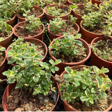 М’ята Ананасна Варієгата | Mentha suaveolens Variegata | Мята Ананасная Вариегата