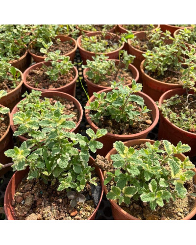 М’ята Ананасна Варієгата | Mentha suaveolens Variegata | Мята Ананасная Вариегата