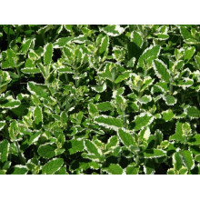 М’ята Ананасна Варієгата | Mentha suaveolens Variegata | Мята Ананасная Вариегата