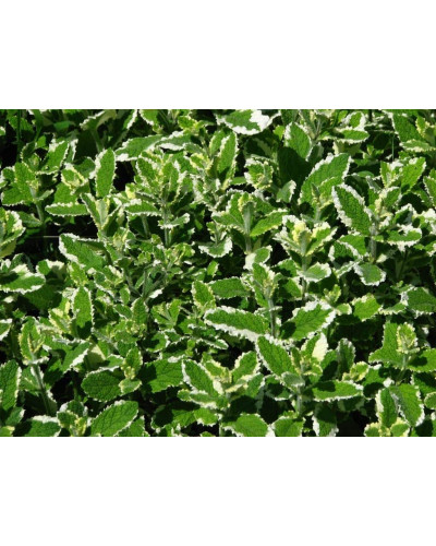 М’ята Ананасна Варієгата | Mentha suaveolens Variegata | Мята Ананасная Вариегата