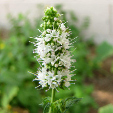М’ята Ананасна Варієгата | Mentha suaveolens Variegata | Мята Ананасная Вариегата