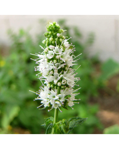 М’ята Ананасна Варієгата | Mentha suaveolens Variegata | Мята Ананасная Вариегата