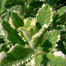 М’ята Ананасна Варієгата | Mentha suaveolens Variegata | Мята Ананасная Вариегата