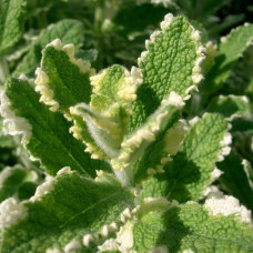 М’ята Ананасна Варієгата | Mentha suaveolens Variegata | Мята Ананасная Вариегата