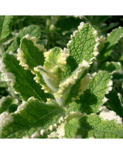 М’ята Ананасна Варієгата | Mentha suaveolens Variegata | Мята Ананасная Вариегата