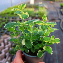 М’ята Ананасна Варієгата | Mentha suaveolens Variegata | Мята Ананасная Вариегата