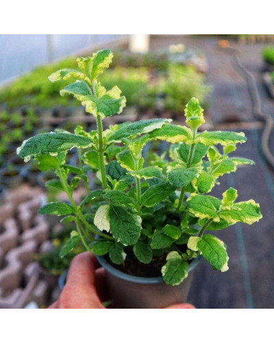 М’ята Ананасна Варієгата | Mentha suaveolens Variegata | Мята Ананасная Вариегата