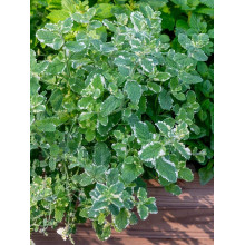 М’ята Ананасна Варієгата | Mentha suaveolens Variegata | Мята Ананасная Вариегата