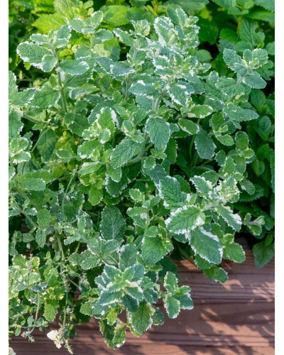 М’ята Ананасна Варієгата | Mentha suaveolens Variegata | Мята Ананасная Вариегата