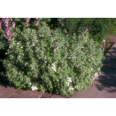 М’ята Ананасна Варієгата | Mentha suaveolens Variegata | Мята Ананасная Вариегата