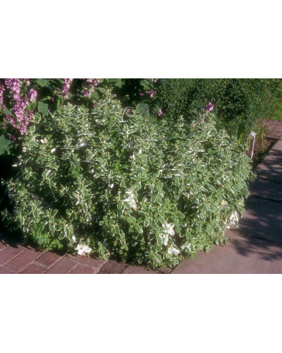 М’ята Ананасна Варієгата | Mentha suaveolens Variegata | Мята Ананасная Вариегата