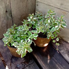 М’ята Ананасна Варієгата | Mentha suaveolens Variegata | Мята Ананасная Вариегата