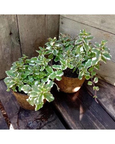М’ята Ананасна Варієгата | Mentha suaveolens Variegata | Мята Ананасная Вариегата