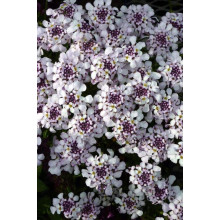 Іберіс вічнозелений Рожевий Лід | Iberis sempervirens Pink Ice | Иберис вечнозеленый Розовый Лед
