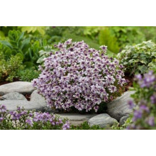 Іберіс вічнозелений Рожевий Лід | Iberis sempervirens Pink Ice | Иберис вечнозеленый Розовый Лед