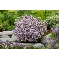 Іберіс вічнозелений Рожевий Лід | Iberis sempervirens Pink Ice | Иберис вечнозеленый Розовый Лед
