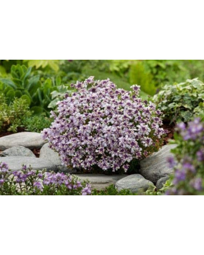 Іберіс вічнозелений Рожевий Лід | Iberis sempervirens Pink Ice | Иберис вечнозеленый Розовый Лед
