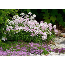 Іберіс вічнозелений Рожевий Лід | Iberis sempervirens Pink Ice | Иберис вечнозеленый Розовый Лед