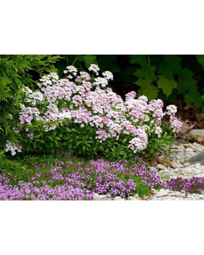 Іберіс вічнозелений Рожевий Лід | Iberis sempervirens Pink Ice | Иберис вечнозеленый Розовый Лед