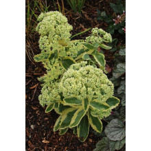 Очиток / седум гібридний Елсіс Голд | Sedum hybride Elsies Gold | Очиток /седум гибридный Елсис Голд