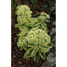 Очиток / седум гібридний Елсіс Голд | Sedum hybride Elsies Gold | Очиток /седум гибридный Елсис Голд
