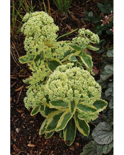 Очиток / седум гібридний Елсіс Голд | Sedum hybride Elsies Gold | Очиток /седум гибридный Елсис Голд
