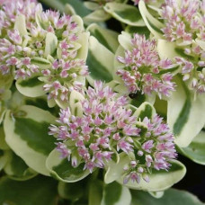 Очиток / седум гібридний Елсіс Голд | Sedum hybride Elsies Gold | Очиток /седум гибридный Елсис Голд