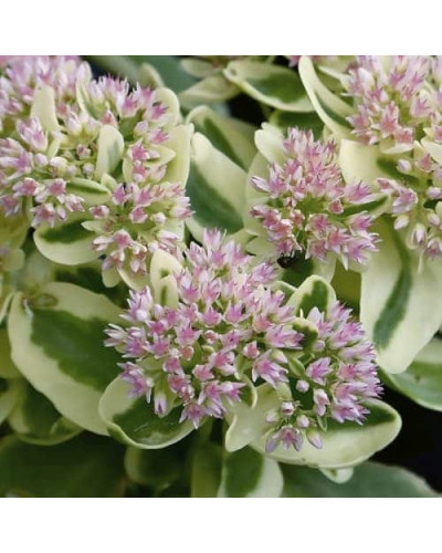 Очиток / седум гібридний Елсіс Голд | Sedum hybride Elsies Gold | Очиток /седум гибридный Елсис Голд