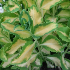 Очиток / седум гібридний Елсіс Голд | Sedum hybride Elsies Gold | Очиток /седум гибридный Елсис Голд