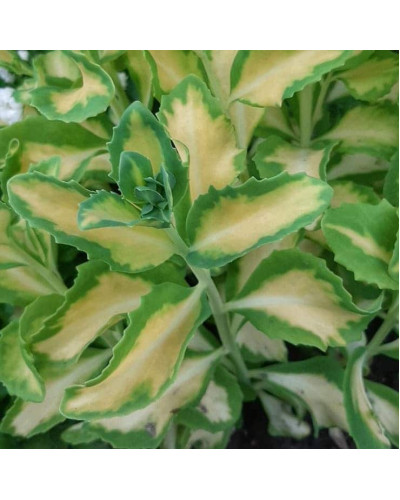 Очиток / седум гібридний Елсіс Голд | Sedum hybride Elsies Gold | Очиток /седум гибридный Елсис Голд
