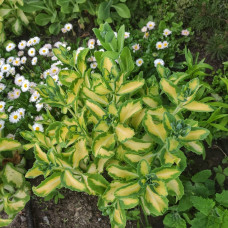 Очиток / седум гібридний Елсіс Голд | Sedum hybride Elsies Gold | Очиток /седум гибридный Елсис Голд
