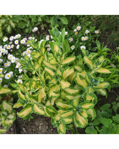 Очиток / седум гібридний Елсіс Голд | Sedum hybride Elsies Gold | Очиток /седум гибридный Елсис Голд
