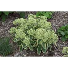 Очиток / седум гібридний Елсіс Голд | Sedum hybride Elsies Gold | Очиток /седум гибридный Елсис Голд