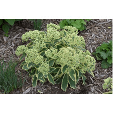 Очиток / седум гібридний Елсіс Голд | Sedum hybride Elsies Gold | Очиток /седум гибридный Елсис Голд