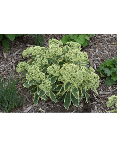 Очиток / седум гібридний Елсіс Голд | Sedum hybride Elsies Gold | Очиток /седум гибридный Елсис Голд