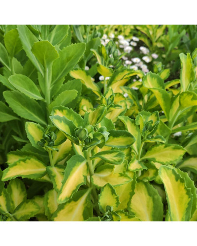 Очиток / седум гібридний Елсіс Голд | Sedum hybride Elsies Gold | Очиток /седум гибридный Елсис Голд